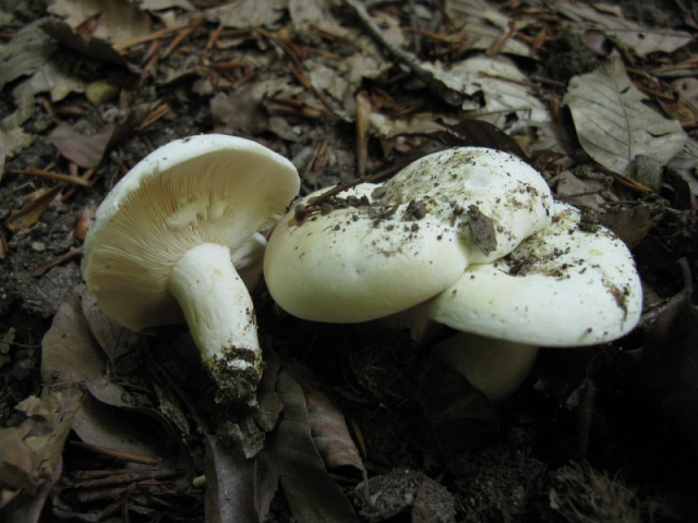 Мицелий Груздя перечного (Lactarius piperatus)